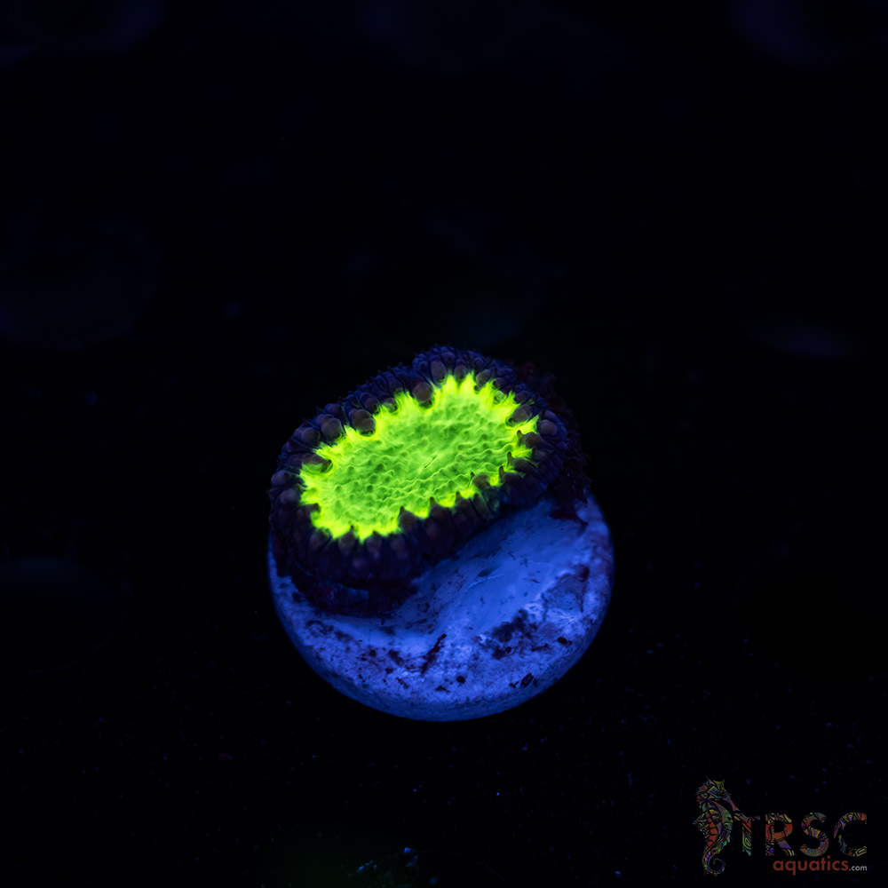 Uranium Blasto C10 3 Uranium Blasto C10