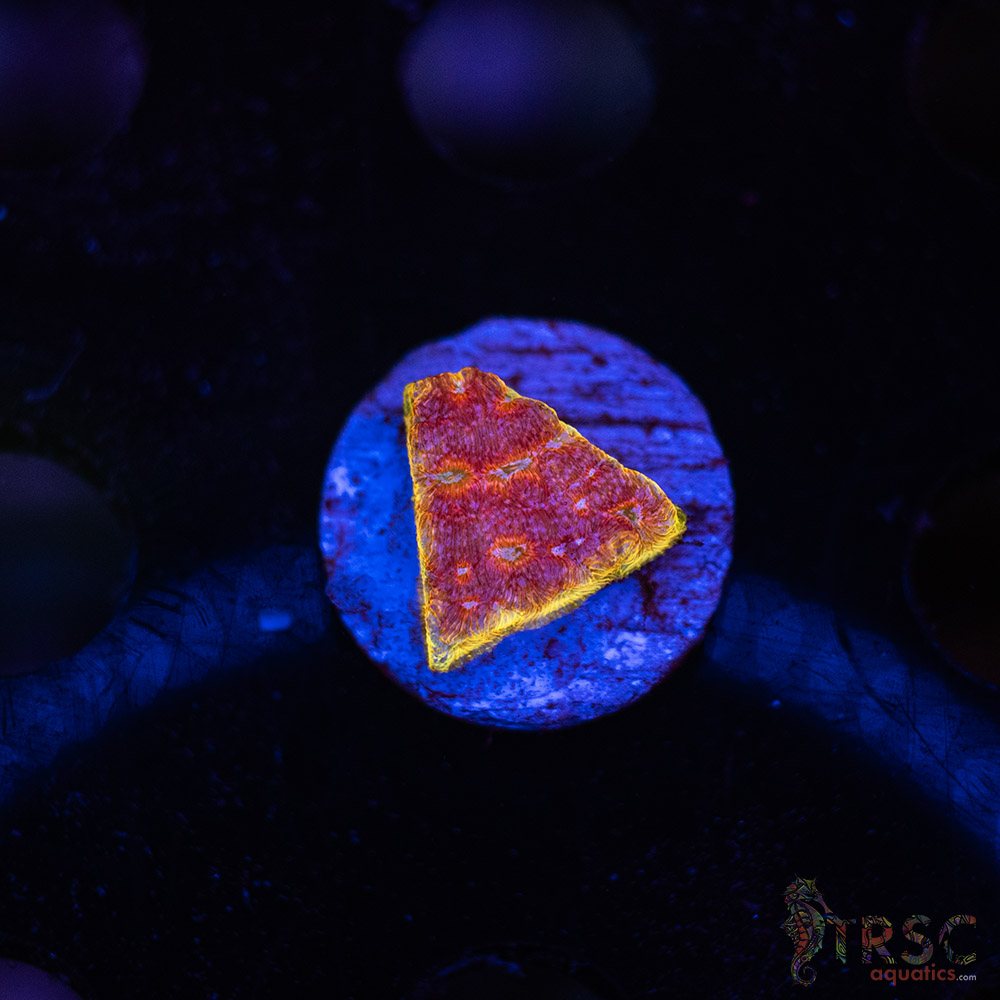 JF Klepto Leptoseris L02 3 JF Klepto Leptoseris L02