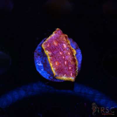 JF Klepto Leptoseris L03