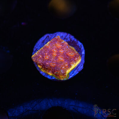 JF Klepto Leptoseris L04