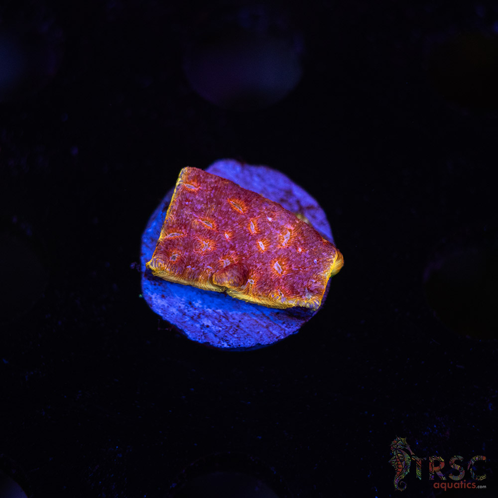 JF Klepto Leptoseris L06 3 JF Klepto Leptoseris L06