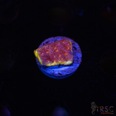 JF Klepto Leptoseris L08