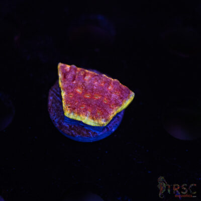 JF Klepto Leptoseris L09