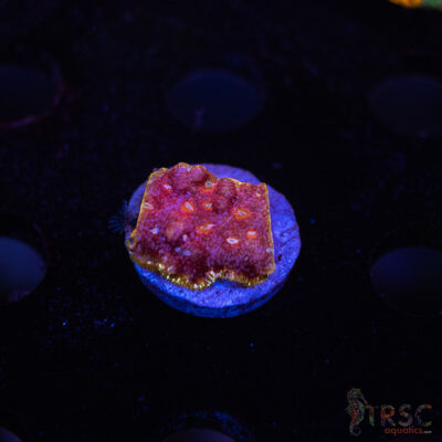 JF Klepto Leptoseris L10