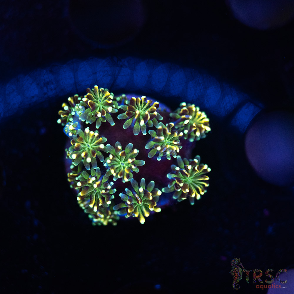 Gold Tip Galaxea M01 2 Gold Tip Galaxea M01