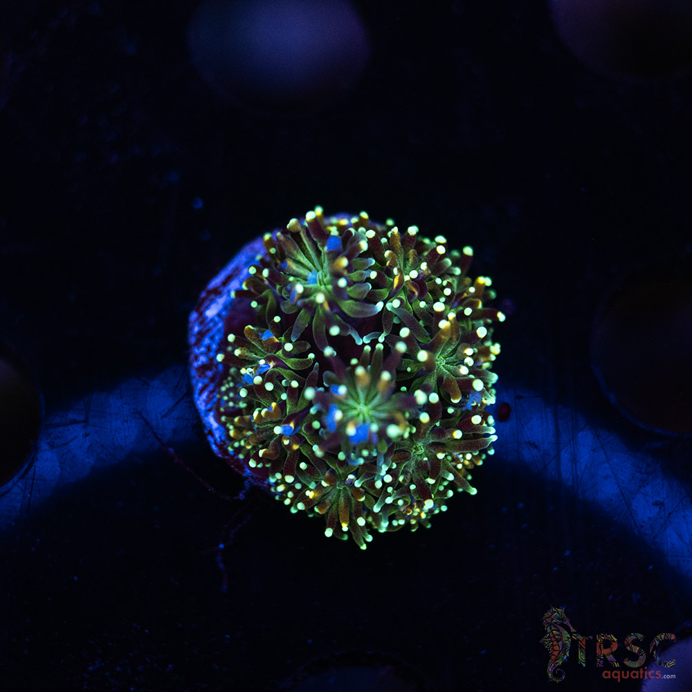 Gold Tip Galaxea M02 3 Gold Tip Galaxea M02