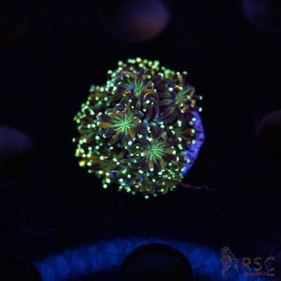 Gold Tip Galaxea M03