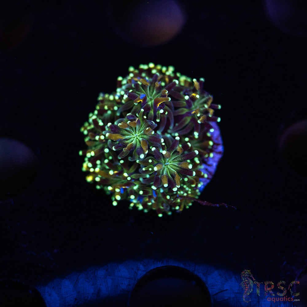 Gold Tip Galaxea M03 3 Gold Tip Galaxea M03