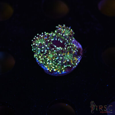 Gold Tip Galaxea M04