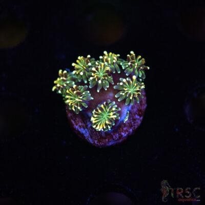 Gold Tip Galaxea M05