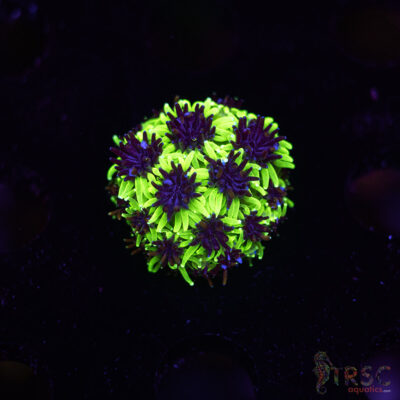 Sonic The Hedgehog Galaxea M06