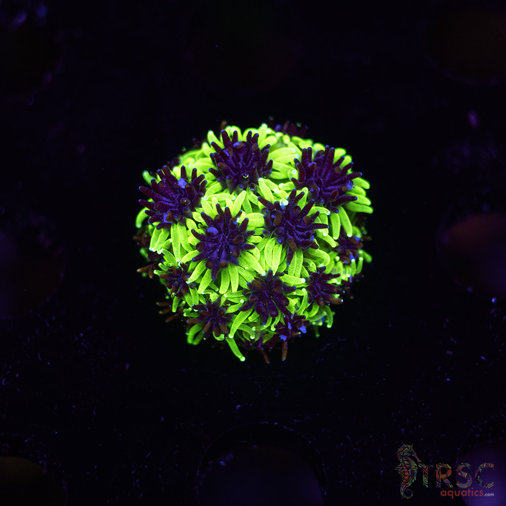 Sonic The Hedgehog Galaxea M06 3 Sonic The Hedgehog Galaxea M06