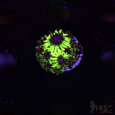 Sonic The Hedgehog Galaxea M07