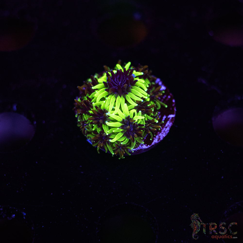 Sonic The Hedgehog Galaxea M07 3 Sonic The Hedgehog Galaxea M07