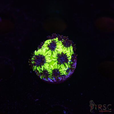 Sonic The Hedgehog Galaxea M08