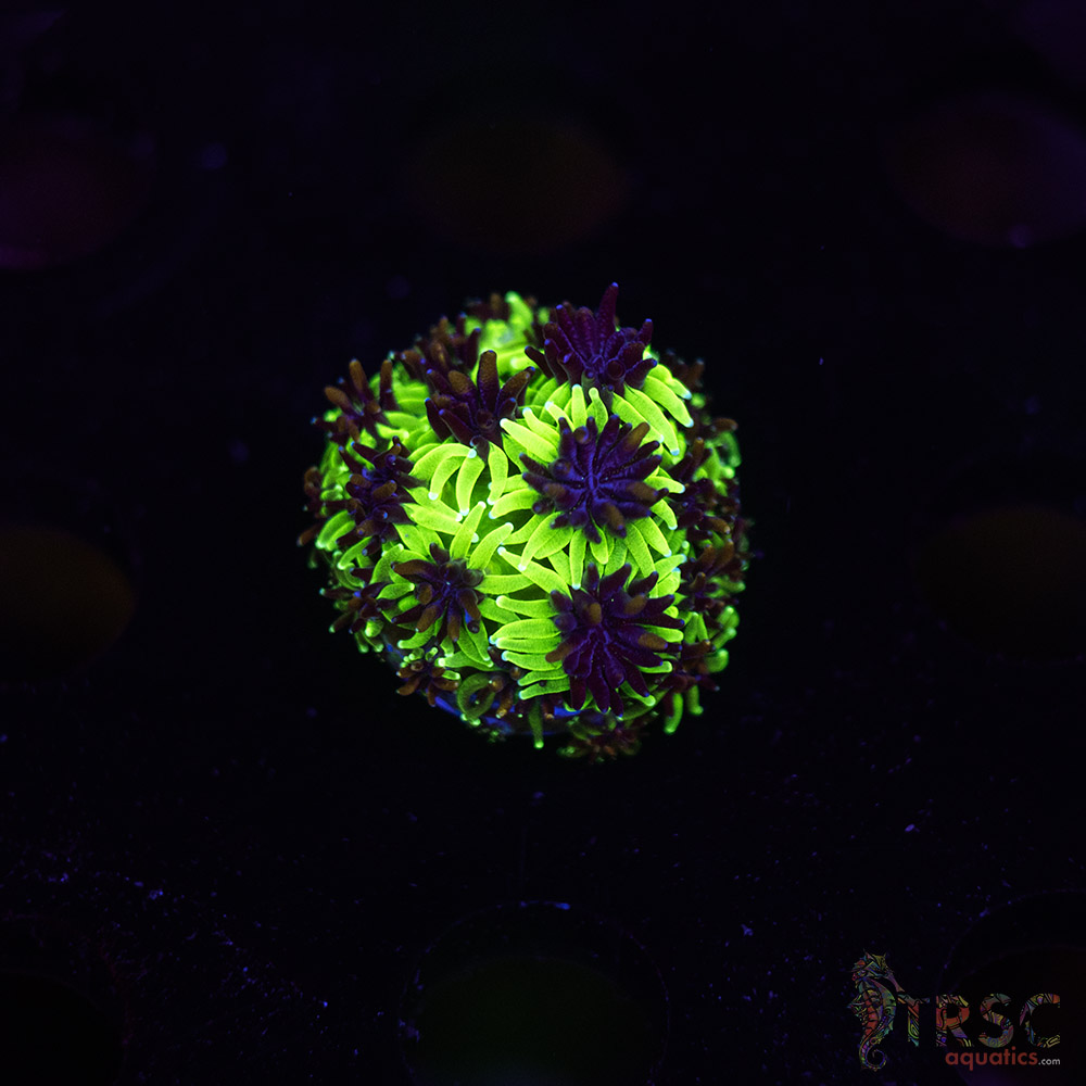 Sonic The Hedgehog Galaxea M09 3 Sonic The Hedgehog Galaxea M09