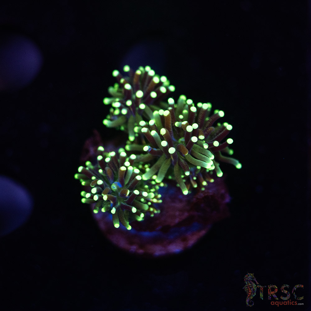 Green Galaxea N03 3 Green Galaxea N03