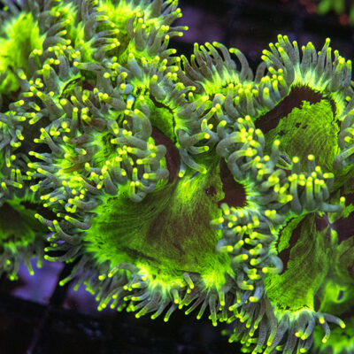 Yellow Tip Elegance SPCL01