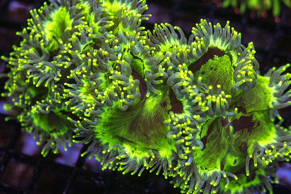 Yellow Tip Elegance SPCL01 3 Yellow Tip Elegance SPCL01