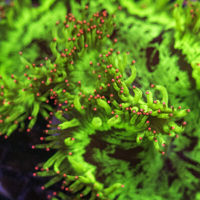 Pink Tip Elegance SPCL02