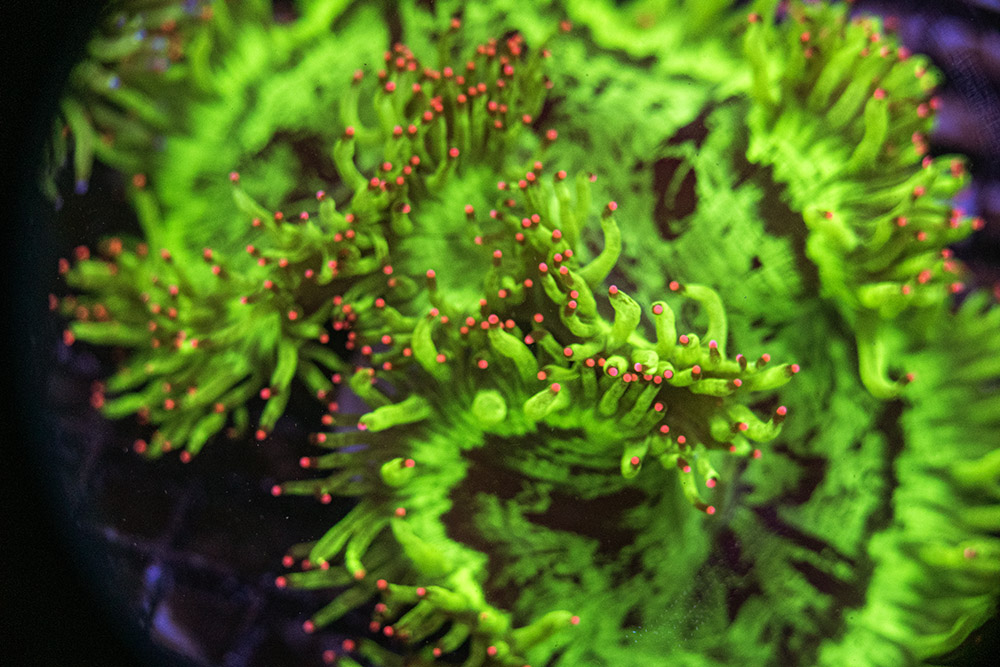 Pink Tip Elegance SPCL02 3 Pink Tip Elegance SPCL02