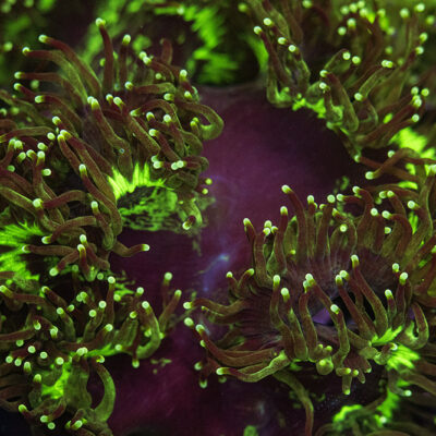 Green Tip Black Center Elegance SPCL03