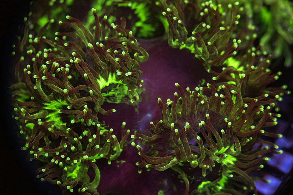 Green Tip Black Center Elegance SPCL03 3 Green Tip Black Center Elegance SPCL03