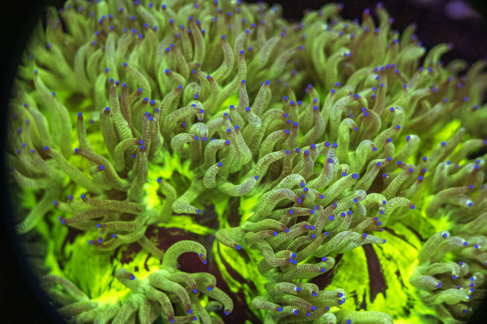 Blue Tip Warpaint Elegance SPCL04 2 Blue Tip Warpaint Elegance SPCL04