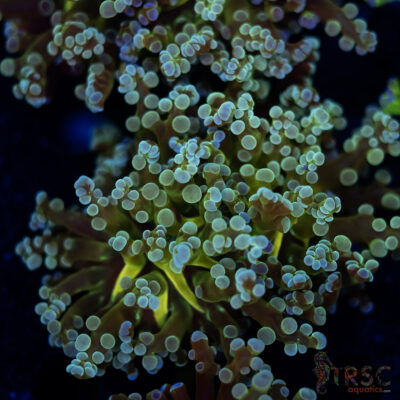 Yellow Center Frogspawn C02
