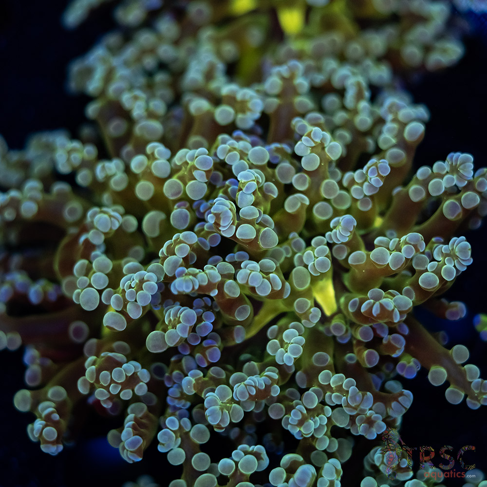 Yellow Center Frogspawn C03 3 Yellow Center Frogspawn C03
