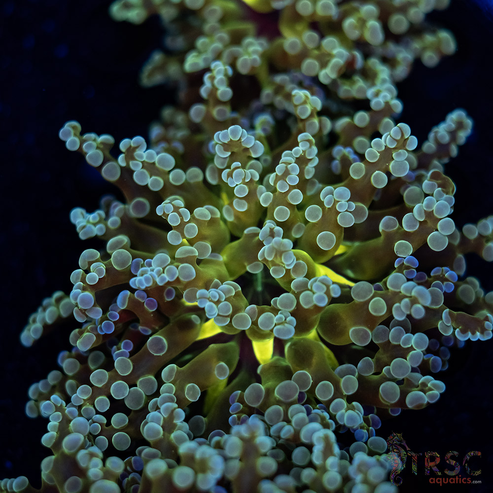 Yellow Center Frogspawn C04 3 Yellow Center Frogspawn C04