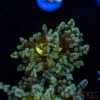 Yellow Center Frogspawn C05