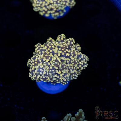 Yellow Gold  Yaeyaemensis Octo/Frogspawn C06