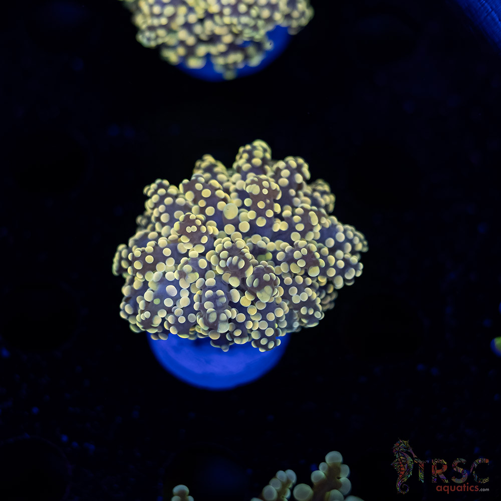 Yellow Gold Yaeyaemensis Octo/Frogspawn C06 3 Yellow Gold  Yaeyaemensis Octo/Frogspawn C06