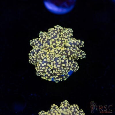 Yellow Gold  Yaeyaemensis Octo/Frogspawn C07