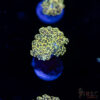 Yellow Gold Yaeyaemensis Octo/Frogspawn C08 1 TRSC 10282025 FROGSPAWN C08