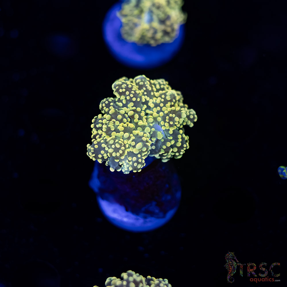 Yellow Gold Yaeyaemensis Octo/Frogspawn C08 3 Yellow Gold  Yaeyaemensis Octo/Frogspawn C08