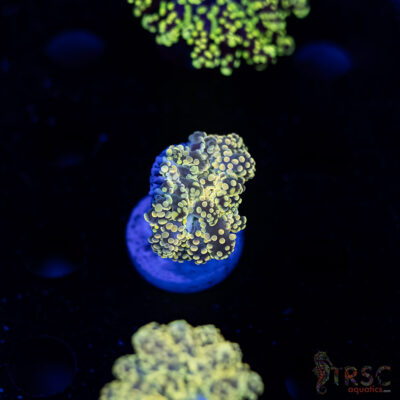 Yellow Gold  Yaeyaemensis Octo/Frogspawn C09