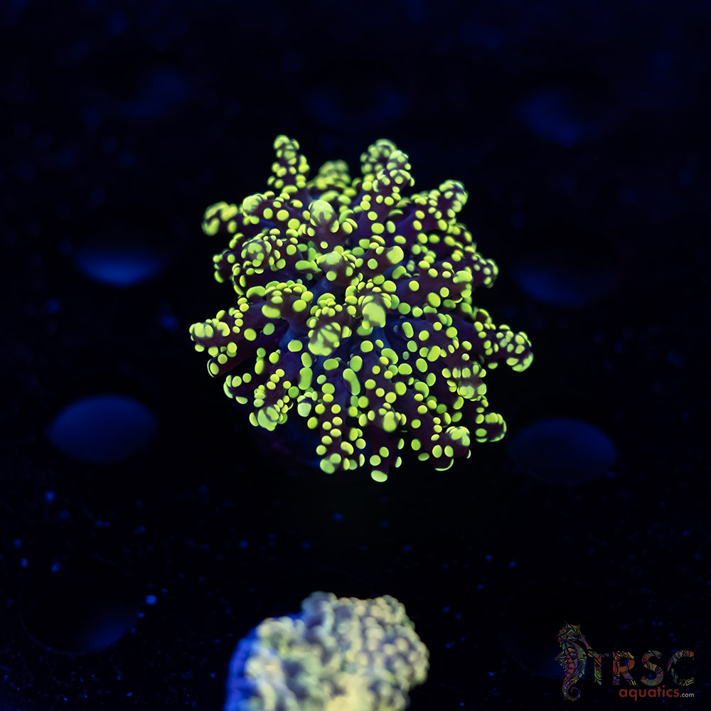 Yellow Gold Yaeyaemensis Octo/Frogspawn C10 3 Yellow Gold  Yaeyaemensis Octo/Frogspawn C10