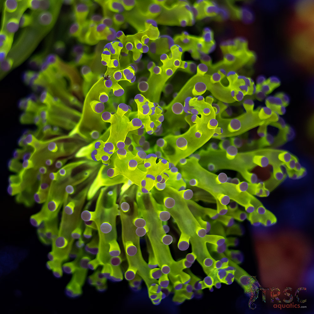 Purple Tip Splatter Frogspawn D01 3 Purple Tip Splatter Frogspawn D01