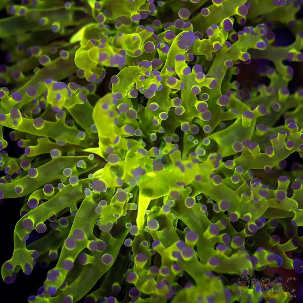 Purple Tip Splatter Frogspawn D02 3 Purple Tip Splatter Frogspawn D02