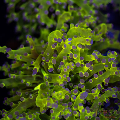 Purple Tip Splatter Frogspawn D03