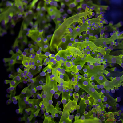 Purple Tip Splatter Frogspawn D04