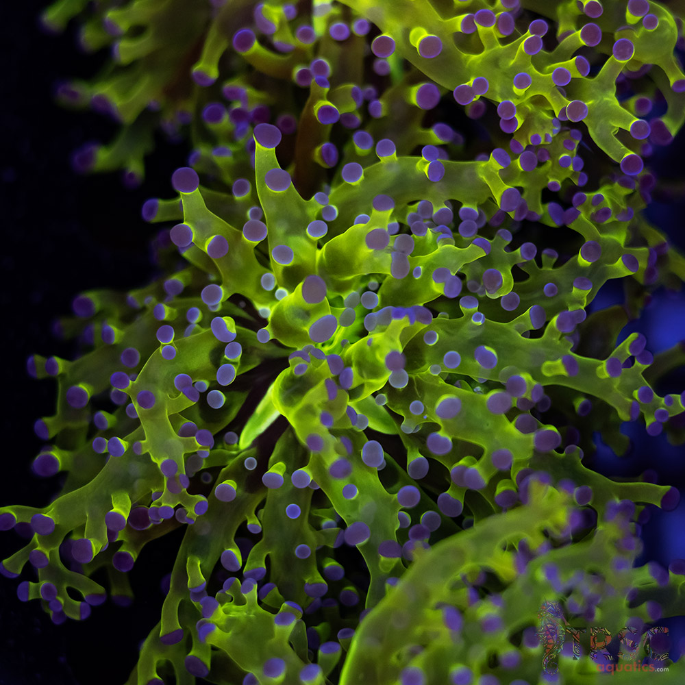 Purple Tip Splatter Frogspawn D05 3 Purple Tip Splatter Frogspawn D05