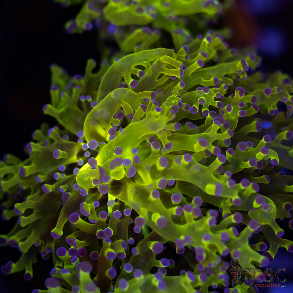 Purple Tip Splatter Frogspawn D06 3 Purple Tip Splatter Frogspawn D06