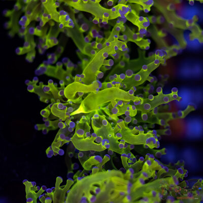 Purple Tip Splatter Frogspawn D07