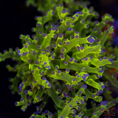 Purple Tip Splatter Frogspawn D08
