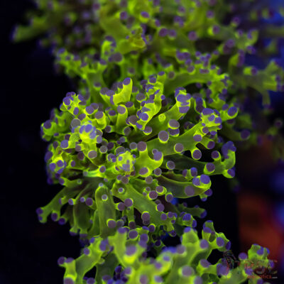 Purple Tip Splatter Frogspawn D09