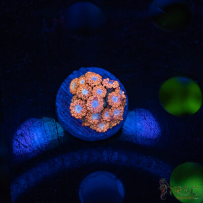 Sakura Blossom Goniopora F01