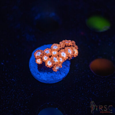 Sakura Blossom Goniopora F07